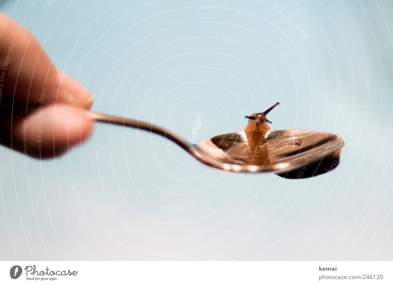 Feldaufschwung am Löffel Besteck Finger Tier Wildtier Schnecke Fühler Nacktschnecken 1 sitzen haltend Turnen kleben Farbfoto Gedeckte Farben Innenaufnahme