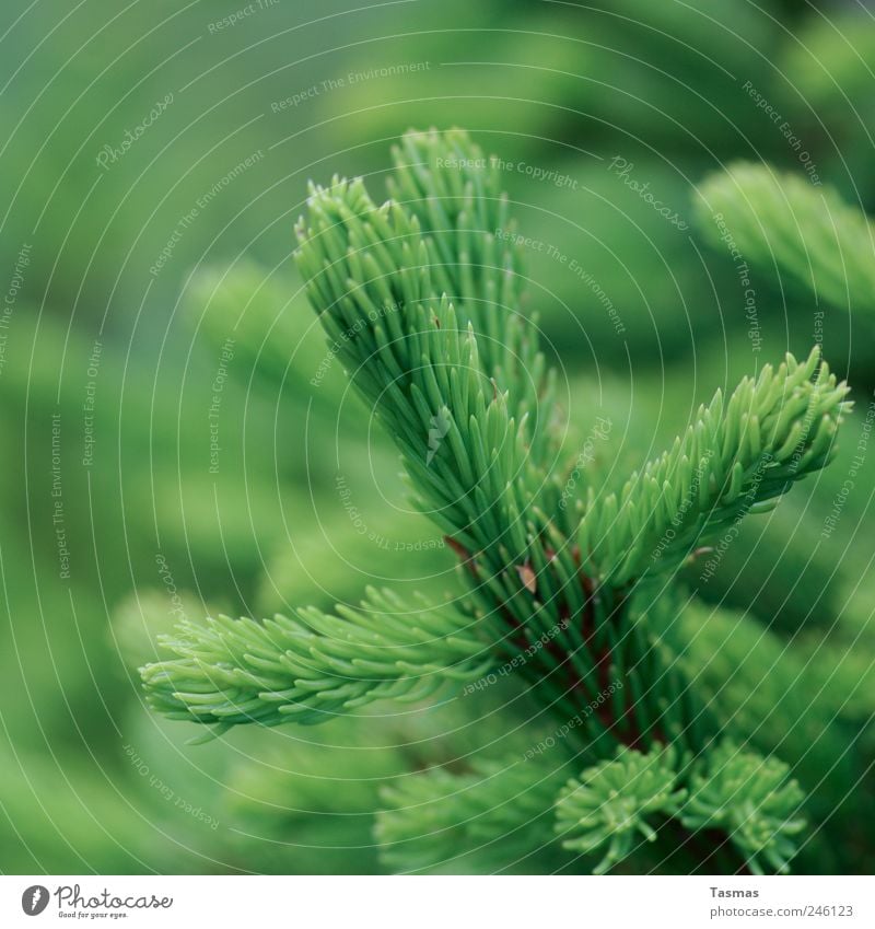 Oh Green World Umwelt Natur Pflanze Baum Grünpflanze Immergrüne Pflanzen Tanne Tannenzweig alt Wachstum saftig Sauberkeit Hoffnung Farbfoto Außenaufnahme