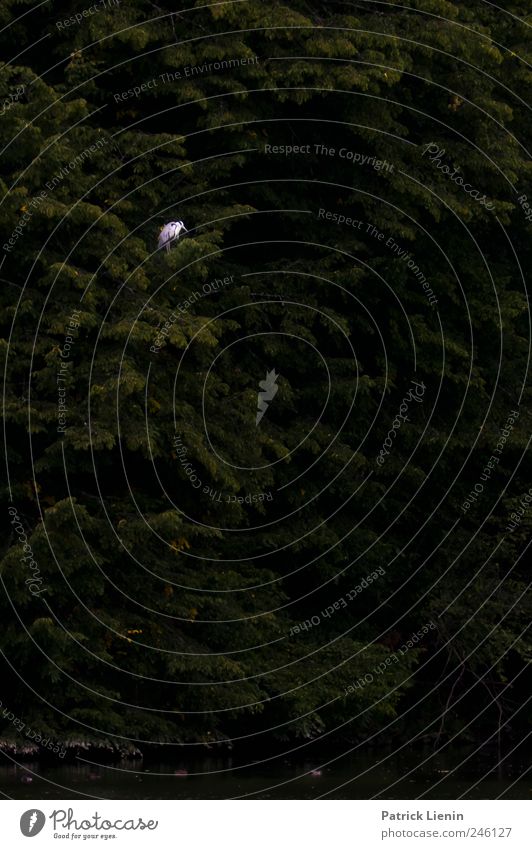 Graureiher in the dark Umwelt Natur Baum Wald Tier Wildtier Vogel 1 sitzen warten dunkel wild Einsamkeit einzigartig elegant entdecken Erholung Freiheit