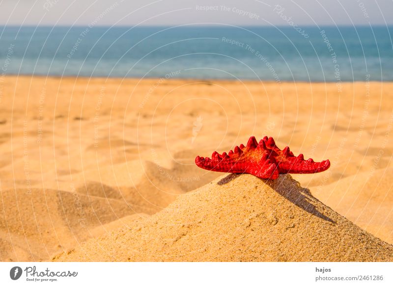 roter Seestern am Strand Ferien & Urlaub & Reisen Sommer Sand Schönes Wetter Ostsee blau gelb Himmel Meer Ozean Kü Wasser Reisefotografie Freizeit & Hobby Tier