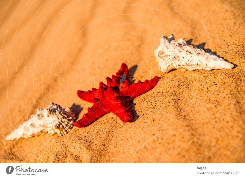 Sandstrand mit Seestern und Schnecken Ferien & Urlaub & Reisen Sommer Strand Tourismus rot Schneckenhaus Sommerferien Sommerurlaub Tiere Schalen maritim Meer