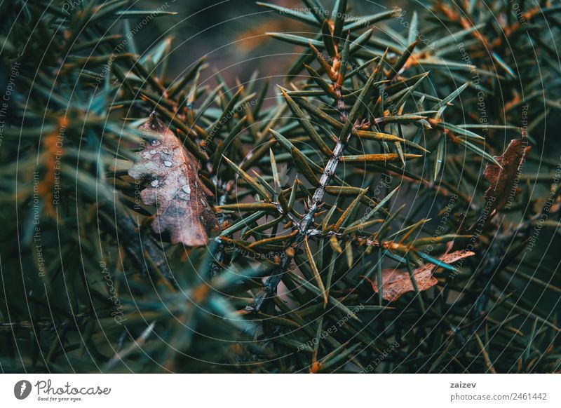 Abstrakte Formen aus den Blättern eines Strauches in der Natur Design schön Sommer Garten Umwelt Pflanze Herbst Blatt Park dunkel natürlich wild gelb grün rot