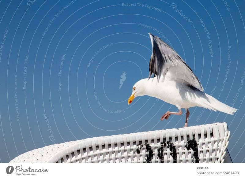 Startbahn frei für eine Möwe auf einem Strandkorb vor blauem Himmel Vogel Wolkenloser Himmel Tier Wildtier Silbermöwe laufen schwarz weiß anlauf nehmen