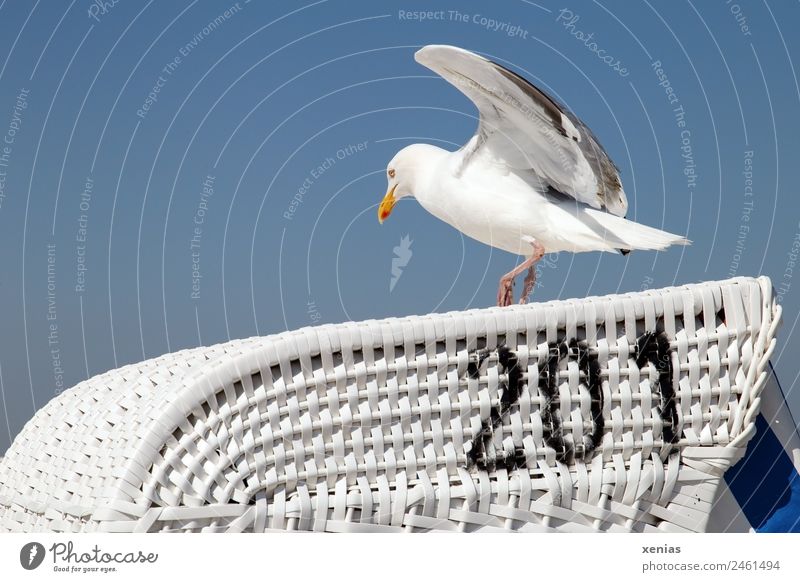 Landeplatz 201 einer Möwe vor blauem Himmel Silbermöwe Wolkenloser Himmel Küste Strand Tier Wildtier Vogel fliegen laufen schwarz weiß Landen Strandkorb