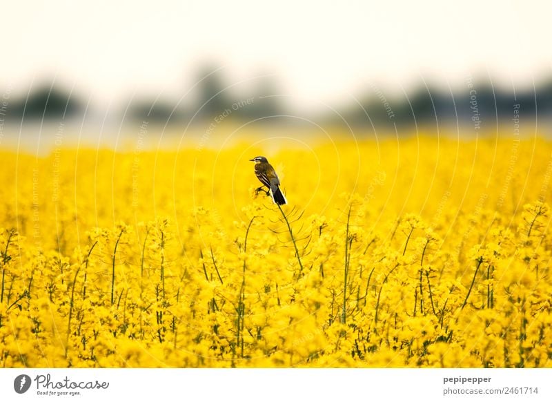 Rapsfeld Natur Landschaft Pflanze Frühling Feld Tier Wildtier Vogel 1 beobachten gelb Farbfoto Außenaufnahme Tierporträt