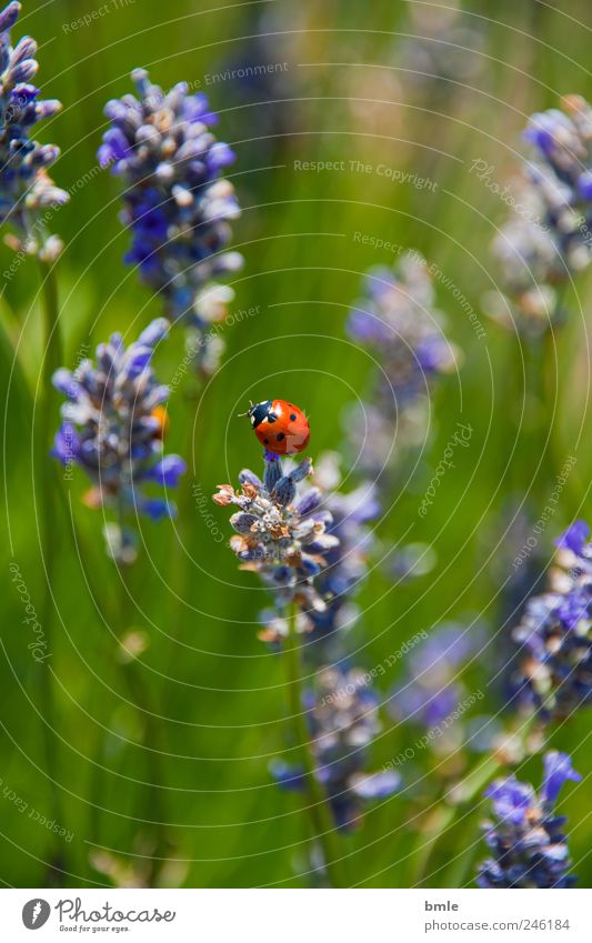 sommer in der normandie Natur Pflanze Tier Sommer Schönes Wetter Blume Gras Blatt Blüte Wiese Käfer Duft natürlich Farbfoto mehrfarbig Außenaufnahme Nahaufnahme