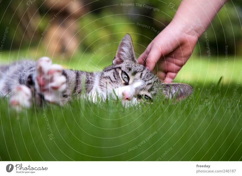 Ich muss mal etwas relaxen... Hand Natur Landschaft Frühling Sommer Gras Garten Park Wiese Feld Tier Haustier Katze 1 berühren Erholung genießen liegen