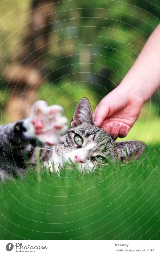 Stör mich nicht! Hand Finger Fuß Natur Gras Garten Park Tier Haustier Katze Tiergesicht Fell 1 Erholung liegen Tierliebe trösten ruhig Streicheln Pfote Ohr