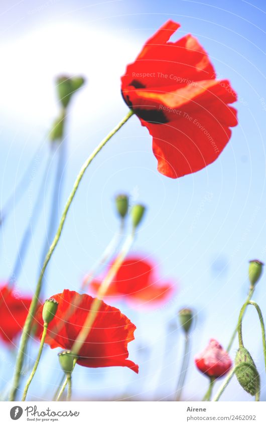 mohnsüchtig II Pflanze Himmel Blume Mohnblüte Klatschmohn Blühend leuchten träumen schön blau rot Glück Euphorie Sucht Außenaufnahme Menschenleer