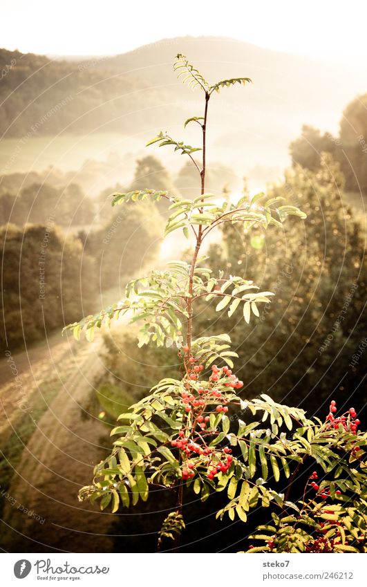 Sonnental Sonnenaufgang Sonnenuntergang Sonnenlicht Baum Feld Wald Hügel hoch gelb grün rot Natur Scham Vogelbeerbaum zart Farbfoto Außenaufnahme Menschenleer