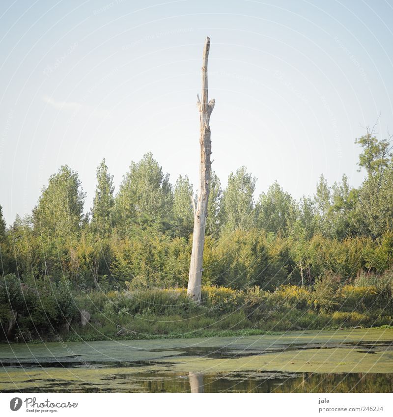 altrhein Umwelt Natur Pflanze Wasser Himmel Gras Sträucher Grünpflanze Wildpflanze Fluss natürlich grün Rhein Baumstamm Farbfoto Außenaufnahme Menschenleer