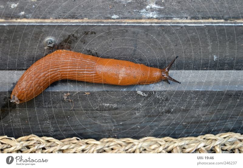 Nacktschnecke auf dem Weg zum FKK–Strand. Sommer Tier Schnecke 1 Holz nass schleimig braun Trägheit Gelassenheit Kraft ruhig Zeit Langsamkeit Nudist Farbfoto