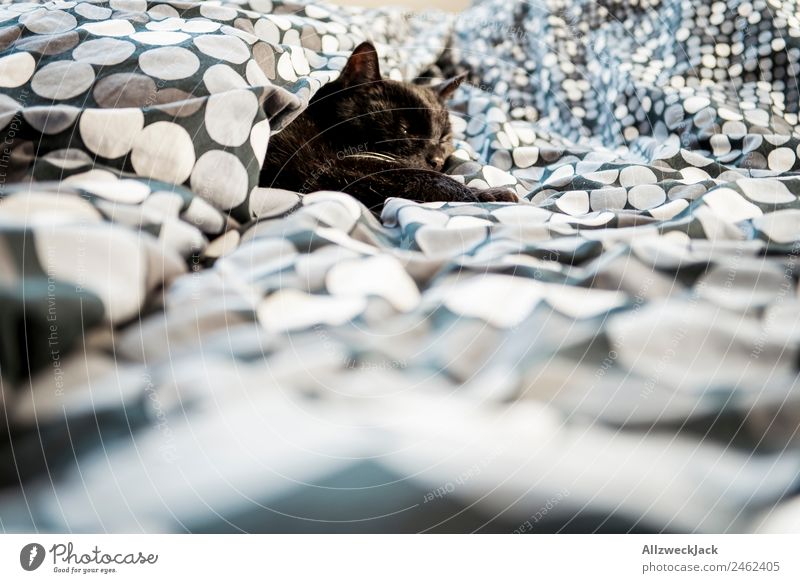 Schwarze Katze liegt im Bett Bettwäsche Bettdecke Decke Hauskatze schlafen gemütlich Haustier Menschenleer ruhig Erholung Pause ausruhend schwarz Punkt