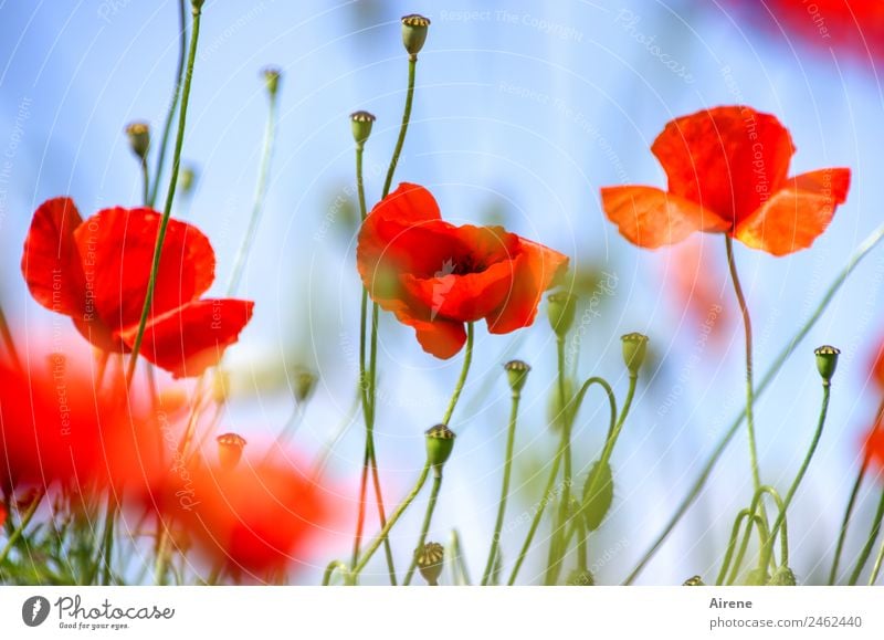 mohnsüchtig IV Pflanze Blume Mohnblüte Klatschmohn Blühend leuchten träumen Glück natürlich schön blau rot Euphorie Sucht Farbfoto Außenaufnahme Menschenleer