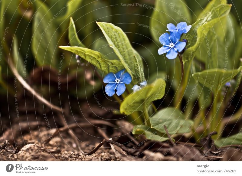 Vergiss mich nicht Blumen im Beet Natur Pflanze Tier Erde Frühling Sommer Blatt Blüte Grünpflanze Vergißmeinnicht Garten Park Blühend Wachstum Zusammensein