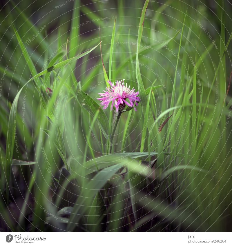 florence pink Umwelt Natur Pflanze Blume Gras Blatt Blüte Wildpflanze Wiese ästhetisch schön grün rosa Farbfoto Außenaufnahme Menschenleer Tag