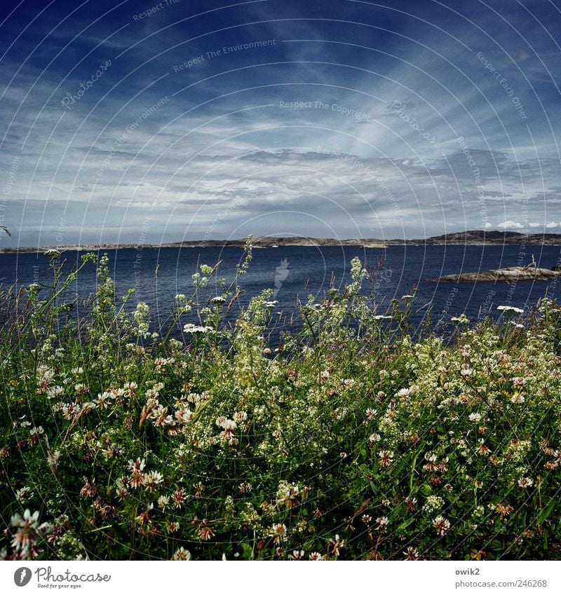 Grünstreifen Ferien & Urlaub & Reisen Tourismus Ferne Freiheit Umwelt Natur Landschaft Pflanze Himmel Wolken Horizont Klima Schönes Wetter Sträucher Küste Meer