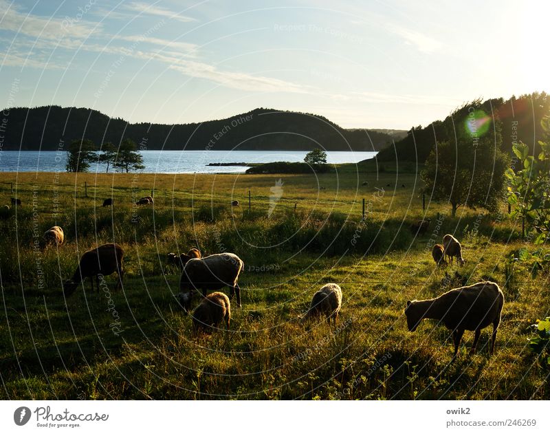 Pastorale Umwelt Natur Landschaft Pflanze Tier Wasser Himmel Wolken Horizont Klima Schönes Wetter Baum Sträucher Wiese Küste Insel Bohuslän Nordeuropa