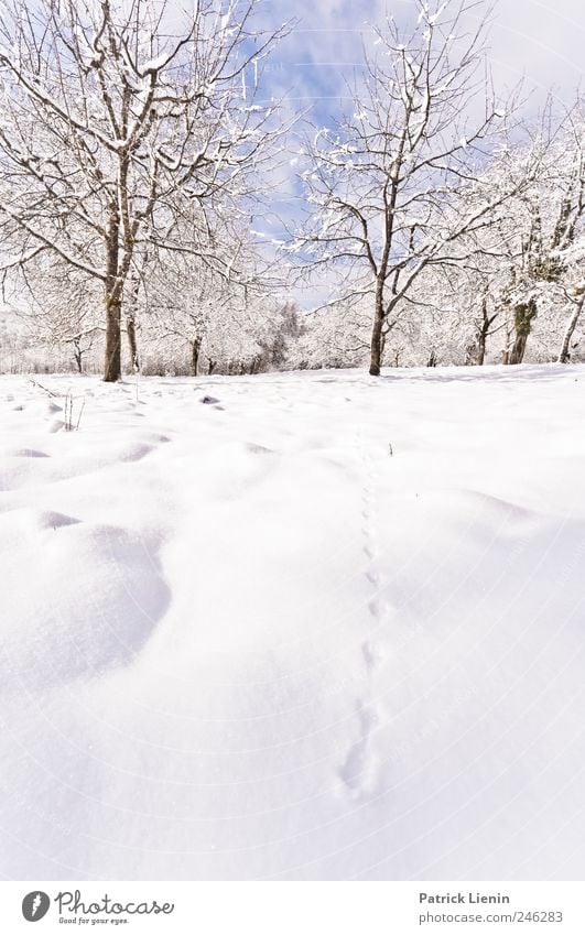 Wann wird es mal endlich... Freizeit & Hobby Ferien & Urlaub & Reisen Tourismus Ausflug Freiheit Winter Schnee Umwelt Natur Landschaft Urelemente Pflanze Baum