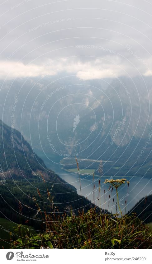 Ausblick vom Jenner auf den Königssee Ferien & Urlaub & Reisen Tourismus Ausflug Sommer Sommerurlaub Natur Landschaft Himmel Wolken Gewitterwolken Pflanze Gras