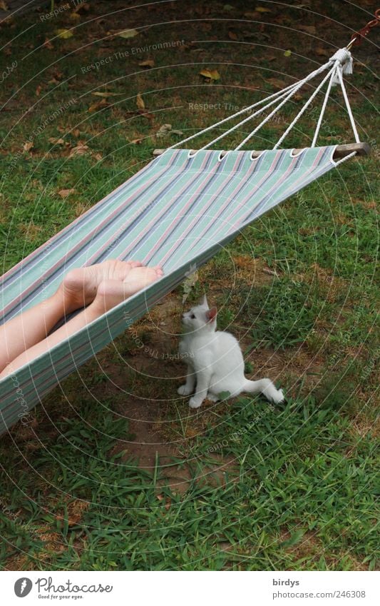 Auf den richtigen Moment warten... Erholung Sommer Beine Fuß 1 Mensch Haustier Katze Tier liegen frech Neugier bequem Hängematte Garten weiße Katze Fußsohle