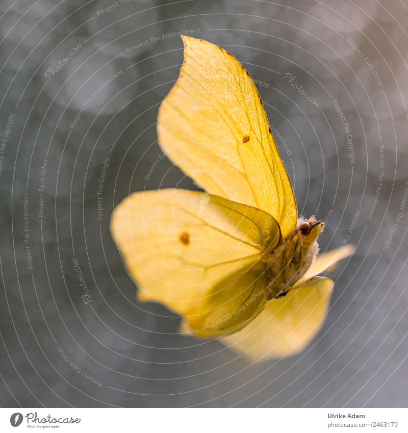 Zitronenfalter - Natur und Schmetterlinge Design Dekoration & Verzierung Taufe Tier Frühling Sommer Herbst Wildtier Flügel Insekt 1 fliegen glänzend leuchten