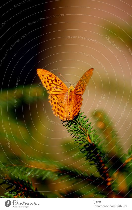 beautiful life Natur Pflanze Sommer Schönes Wetter Baum Tier Nutztier Schmetterling 1 schön Kaisermantel Farbfoto Außenaufnahme Nahaufnahme Menschenleer