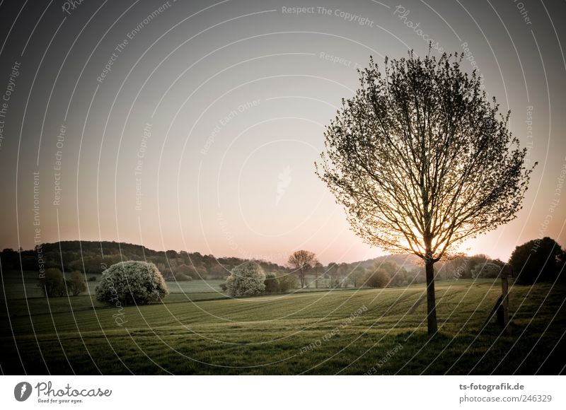 sanft errötet Umwelt Natur Landschaft Pflanze Himmel Wolkenloser Himmel Horizont Sonnenaufgang Sonnenuntergang Frühling Schönes Wetter Baum Gras Grünpflanze