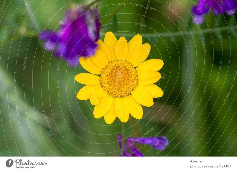 sonnengelbe Blume Pflanze Sommer Margerite Kamillenblüten Wiese Blumenwiese Blühend natürlich positiv grün violett Lebensfreude Symmetrie Mittelpunkt zentral