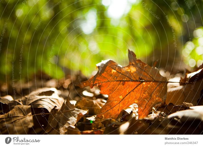 Herbst Umwelt Natur Pflanze Blatt ästhetisch exotisch braun gelb gold Herbstlaub herbstlich Wald Waldboden alt Vergänglichkeit Tod Gegenlicht Farbfoto