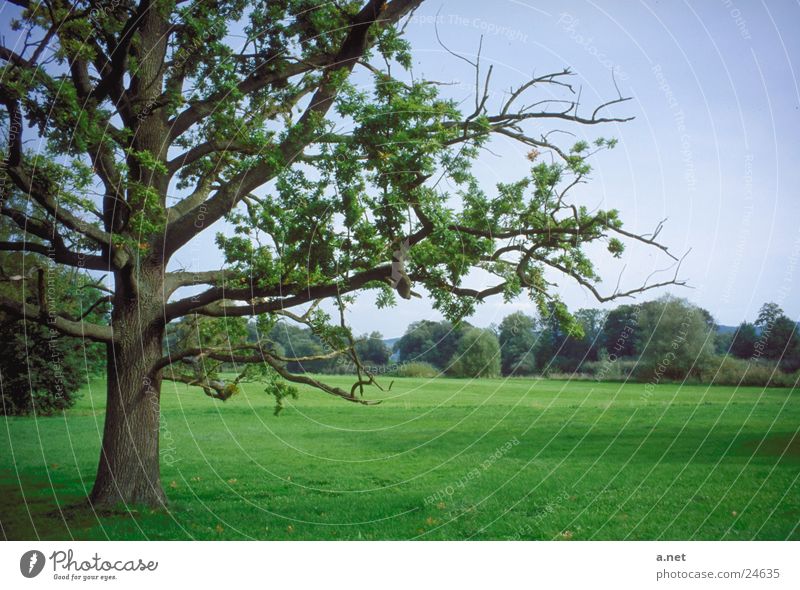 Park von Lenné Untere Oder Baum Landschaftspark von Lenné Schloss Criewen Oderbruch Land Brandenburg