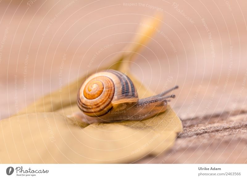 Schneckchen Natur Tier Frühling Sommer Herbst Blatt Schnecke Schneckenhaus Insekt 1 braun Tierliebe Vorsicht Geschwindigkeit Mobilität Ziel Schleichen krabbeln