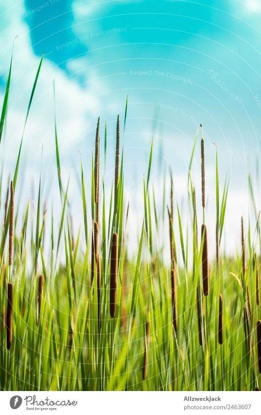 Nahaufnahme von Schilfrohr am Seeufer Menschenleer Sommer Blauer Himmel Schönes Wetter Natur grün Pflanze Tier ruhig Stillleben Erholung Frieden