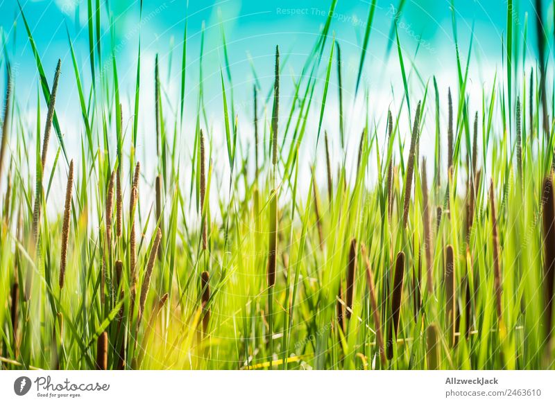 Nahaufnahme von Schilfrohr am Seeufer Menschenleer Sommer Blauer Himmel Schönes Wetter Natur grün Pflanze Tier ruhig Stillleben Erholung Frieden