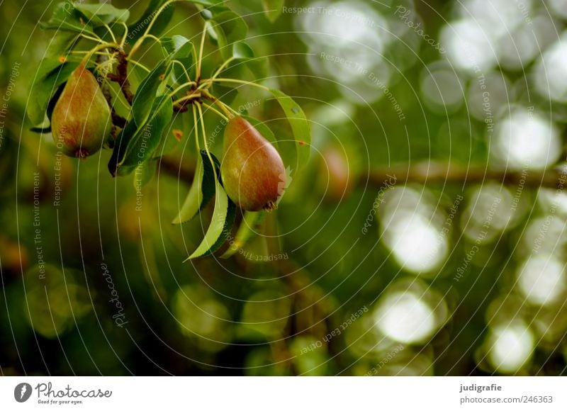 Birnen Lebensmittel Frucht Ernährung Vegetarische Ernährung Umwelt Natur Landschaft Pflanze Sommer Baum Birnbaum Garten hängen Wachstum Gesundheit lecker