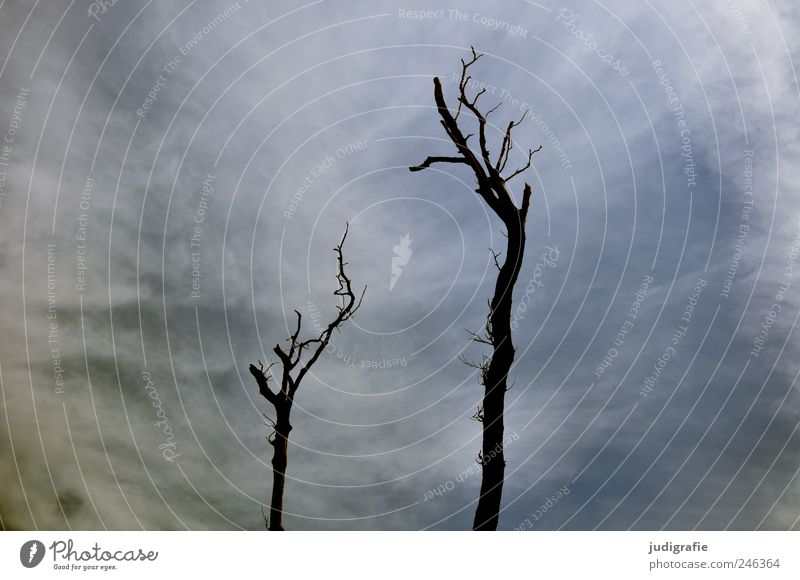 Weststrand Umwelt Natur Landschaft Himmel Wolken Klima Pflanze Baum Küste Darß kalt natürlich stachelig wild Stimmung Tod Umweltverschmutzung Vergänglichkeit