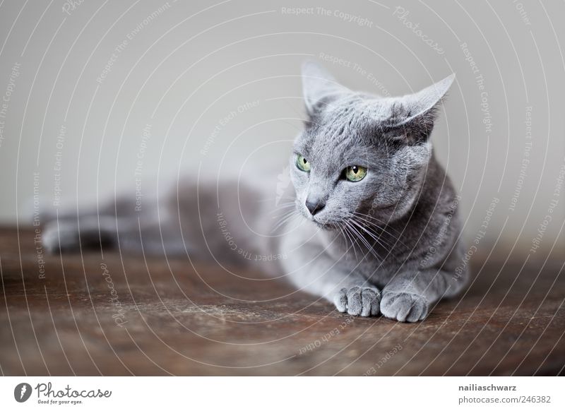 Katze Tier Haustier Russisch Blau Reinrassig 1 liegen ästhetisch elegant braun grau silber Erholung blau Farbfoto Gedeckte Farben Innenaufnahme Studioaufnahme