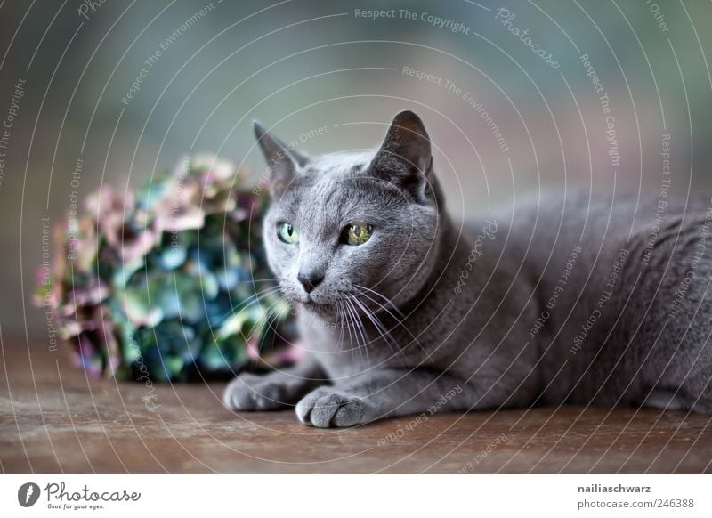 Katze Pflanze Blume Hortensie Hortensienblüte Tier Haustier Reinrassig Russisch Blau liegen ästhetisch elegant blau braun grau silber Zufriedenheit Farbfoto