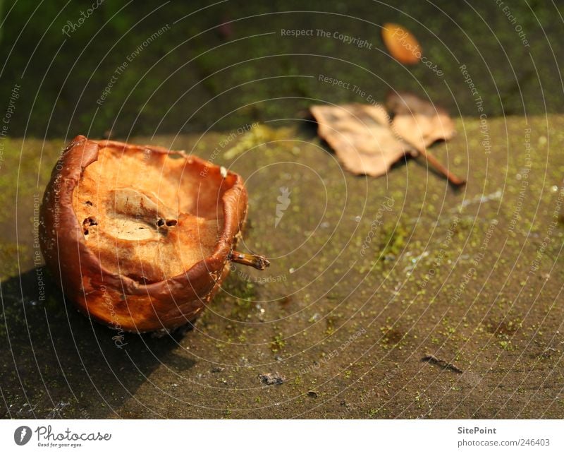 Überreif Lebensmittel Frucht Apfel Ernährung Sommer Garten Natur Sonnenaufgang Sonnenuntergang Blatt alt Fressen dehydrieren trocken Tod Verfall angefressen