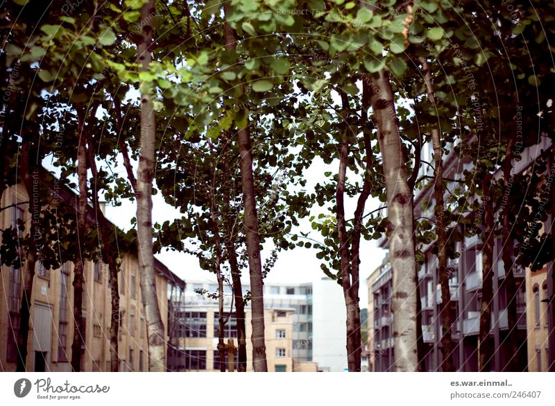 urban meets nature Natur dehydrieren Baum Haus Blatt Farbfoto