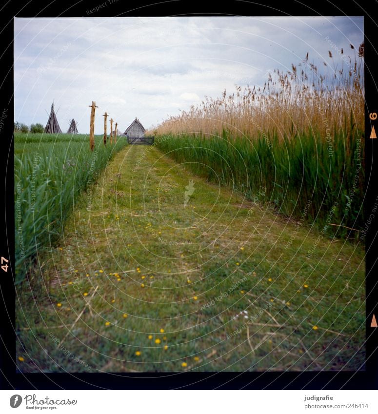 Am Bodden Umwelt Natur Landschaft Pflanze Himmel Wolken Sommer Gras Vorpommersche Boddenlandschaft Haus Traumhaus Hütte Bauwerk Wege & Pfade niedlich schön