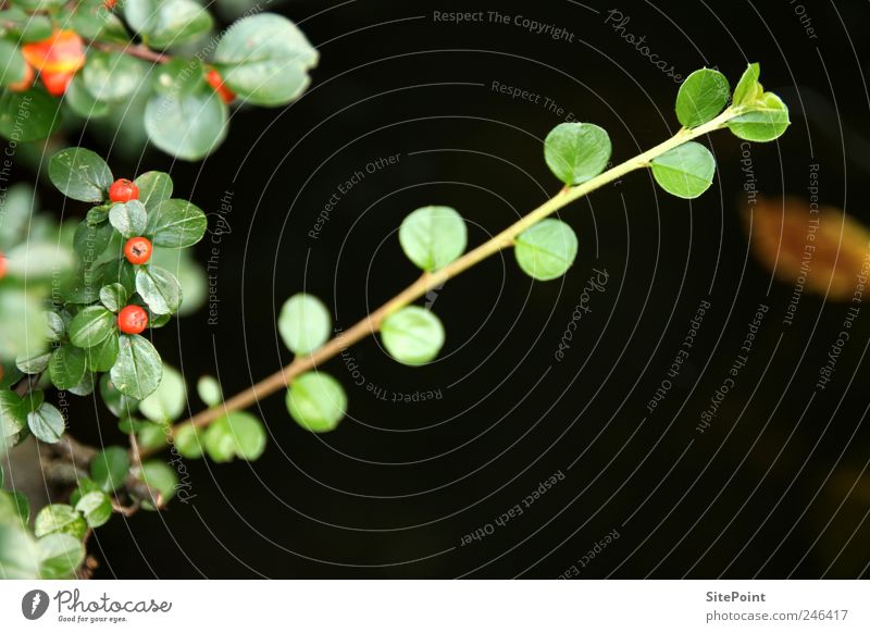 Cotoneaster Garten Natur Pflanze Blatt Grünpflanze Wildpflanze Teich ruhig Beeren Frucht Zweig diagonal Farbfoto Nahaufnahme