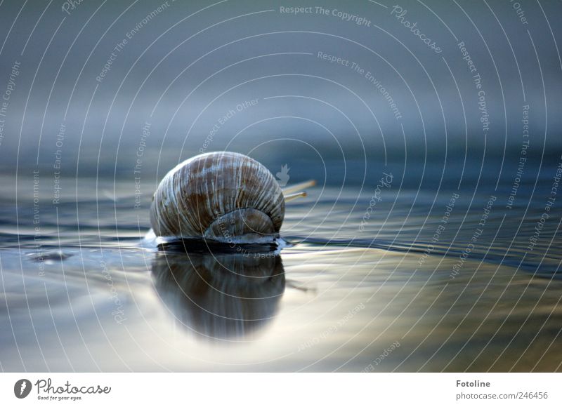 Und tschüß! Umwelt Natur Tier Urelemente Wasser Wildtier Schnecke hell nass natürlich krabbeln Schneckenhaus Weinbergschneckenhaus Fühler Farbfoto