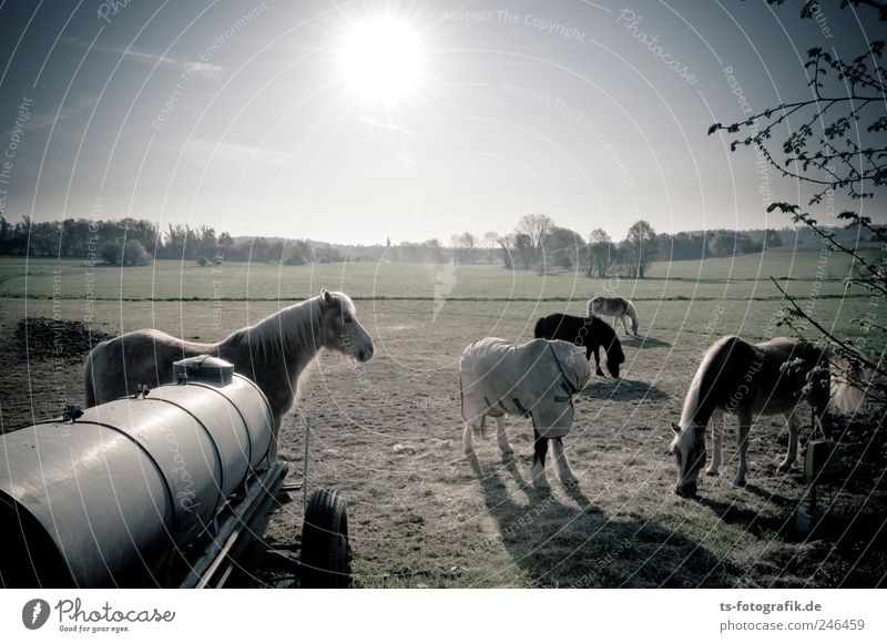 Wo sind all die Cowboys hin? Wolkenloser Himmel Horizont Sonne Sonnenaufgang Sonnenuntergang Frühling Sommer Schönes Wetter Feld Tier Pferd Tiergruppe Herde