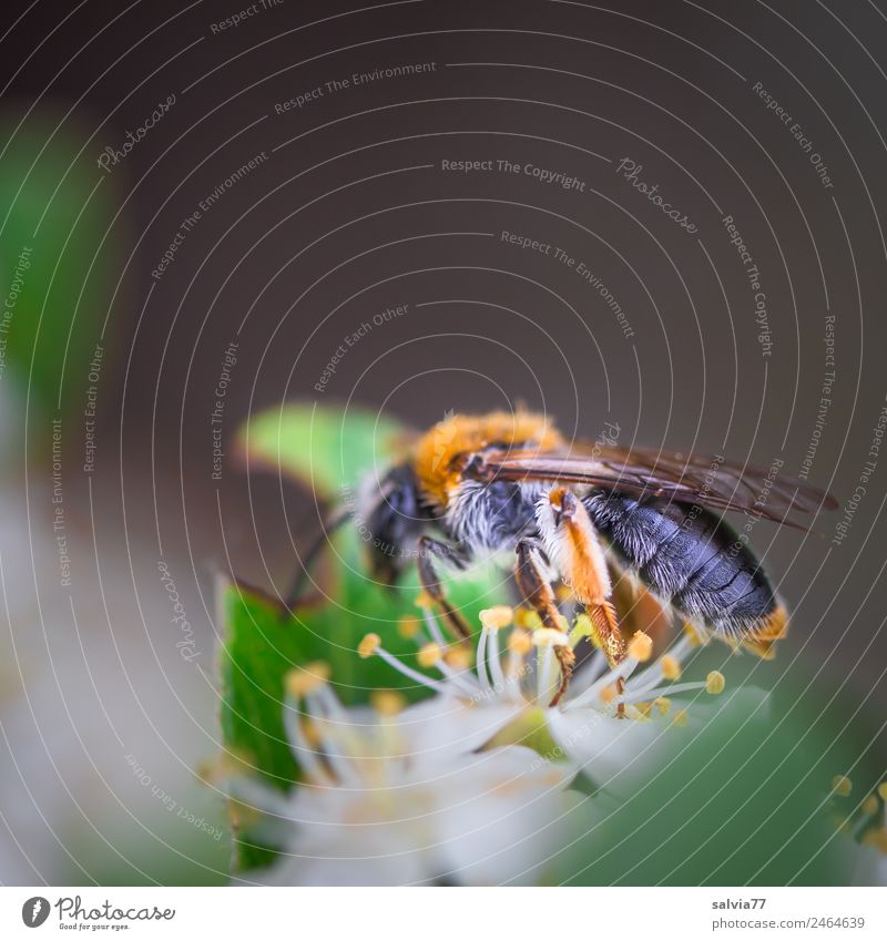 Wildbiene Natur Frühling Sommer Pflanze Blatt Blüte Garten Wildtier Biene Insekt 1 Tier braun grau grün Blütenstempel Pollen bestäuben Nektar Farbfoto