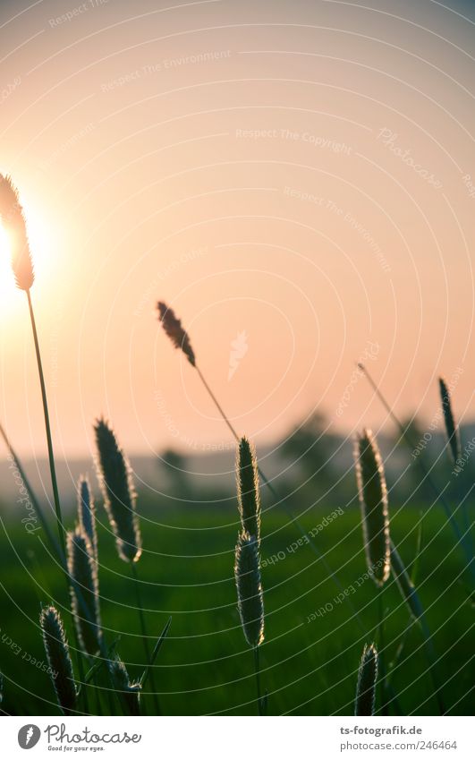 Sonnenanbeter Umwelt Natur Landschaft Pflanze Luft Himmel Wolkenloser Himmel Sonnenaufgang Sonnenuntergang Sonnenlicht Frühling Sommer Schönes Wetter Gras Wiese