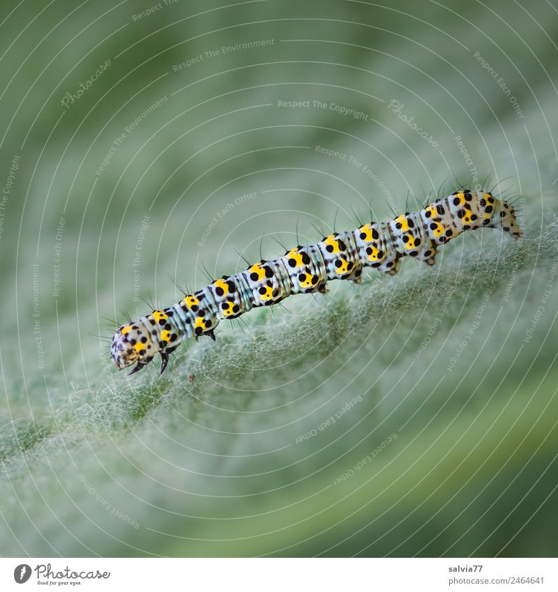 imer Haltung bewahren Natur Pflanze Blatt Königskerze Tier Insekt Raupe Larve Motte 1 bizarr bewegungslos Kontrast Entwicklung Metamorphose Farbfoto