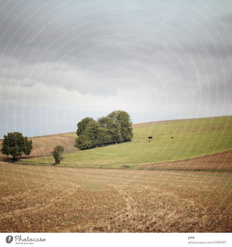 wiese & felder Umwelt Natur Landschaft Pflanze Tier Himmel Baum Gras Sträucher Grünpflanze Nutzpflanze Wiese Feld Kuh Tiergruppe natürlich blau braun grün