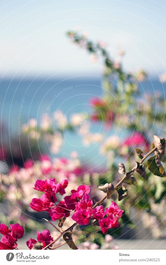 Bougainville Natur Pflanze Wolkenloser Himmel Sommer Schönes Wetter Wunderblumengewächse Bougainvillea Garten Park Meer Insel Lanzarote Wachstum schön natürlich