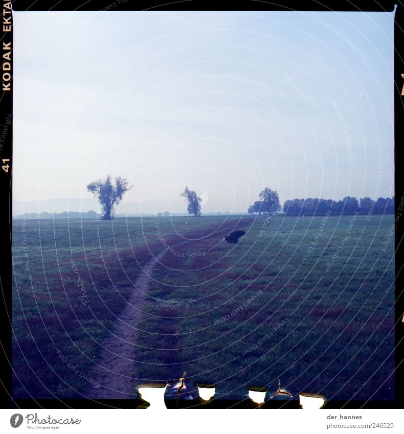 ACHTUNG: Tretminen alle 2m! Joggen wandern Umwelt Natur Landschaft schlechtes Wetter Baum Wiese Feld Tier Haustier Hund 1 sitzen natürlich trist blau defäkieren